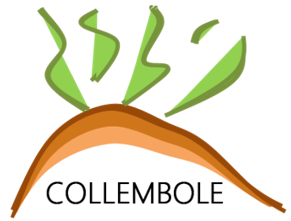 Collembole