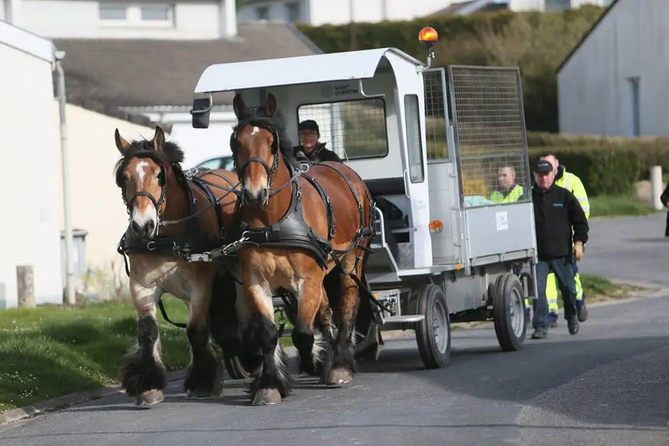 Cheval à traction Cheval à traction avec remorque adaptée